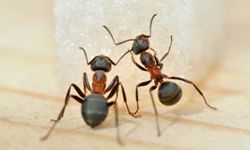 ants