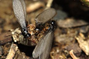 Termites.