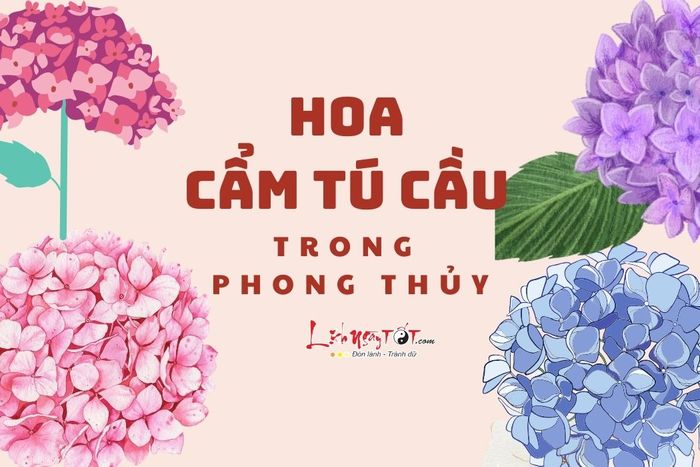 Hoa cẩm tú cầu trong phong thủy