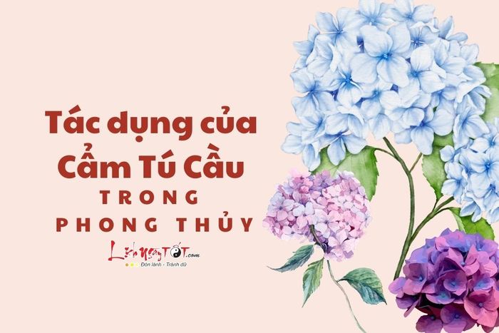 Tác dụng của hoa cẩm tú cầu trong phong thủy
