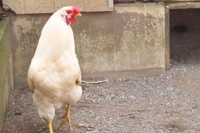พันธุ์ของไก่ไข่มีหลากหลายชนิด ซึ่งแต่ละพันธุ์มีคุณสมบัติในการผลิตไข่ที่แตกต่างกันไป