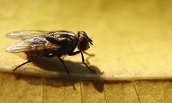 One of the most effective strategies for tackling flies is to target the areas where they reproduce.
