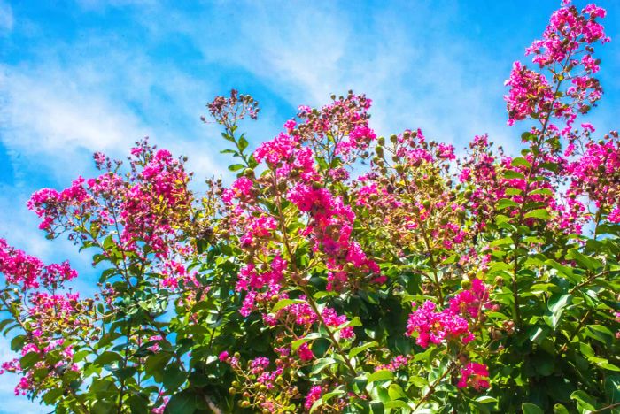 crepe myrtle