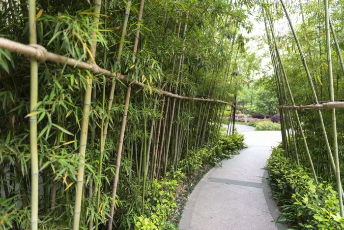 bamboo screens
