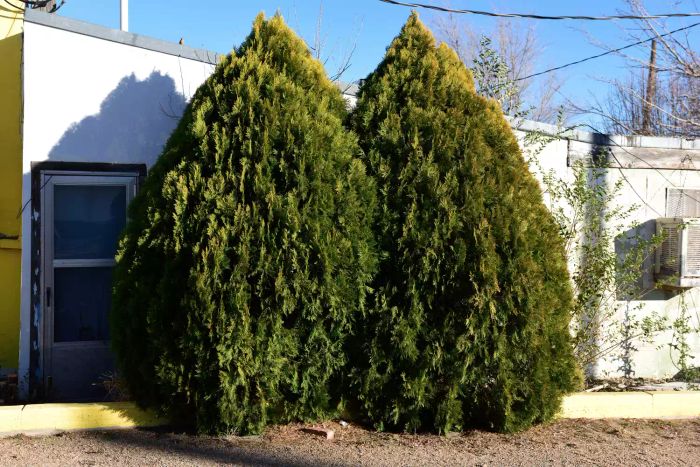 leyland cypress trees