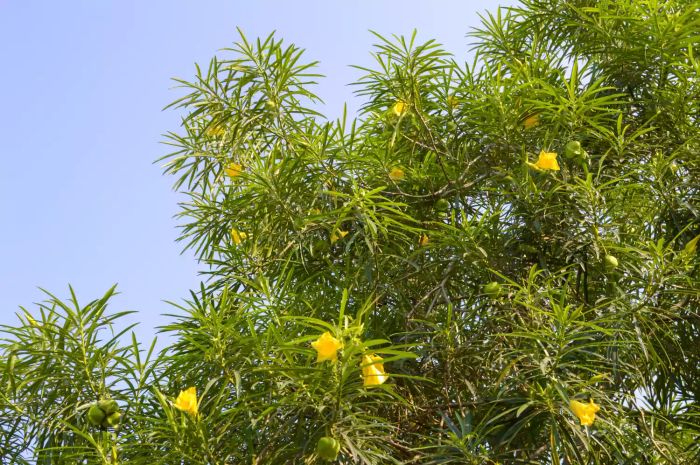 yellow oleander tree