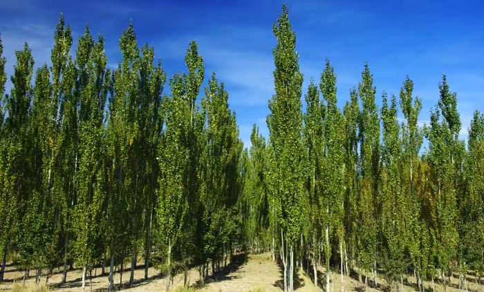 hybrid poplar