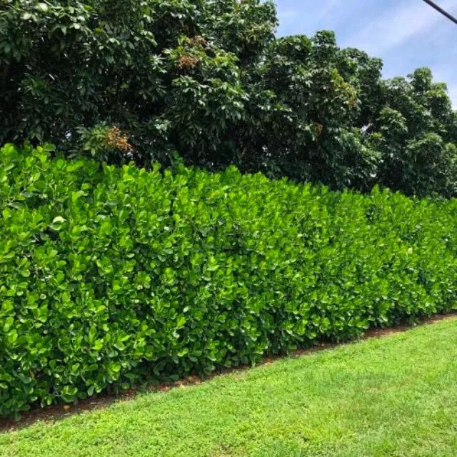 clusia tree