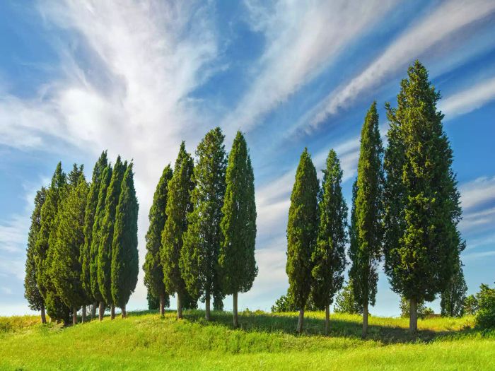 italian cypress trees