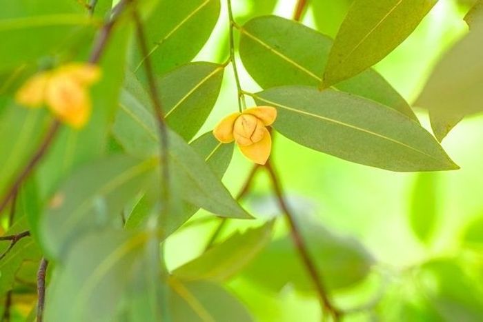 ลำดวนต้น