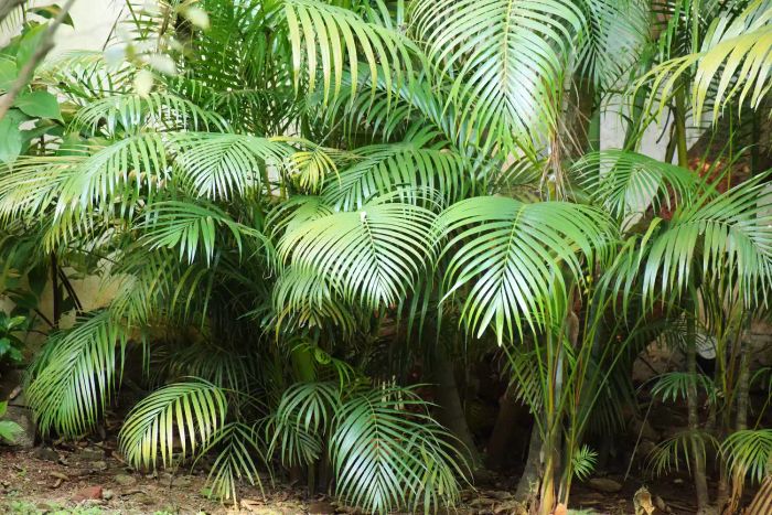 areca palm tree