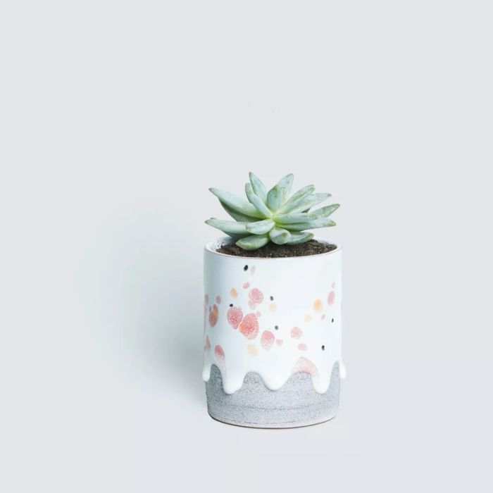 Succulent
