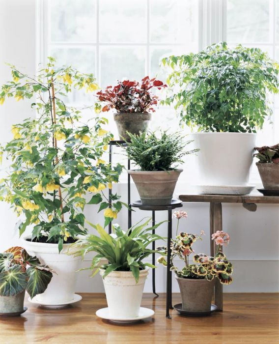 Indoor Greenery