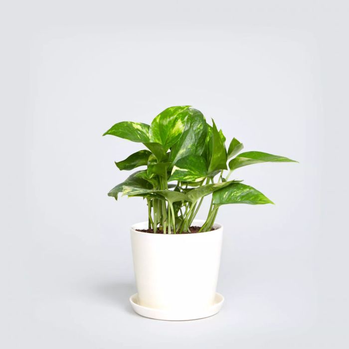 Pothos