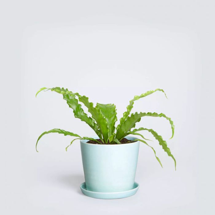 Fern