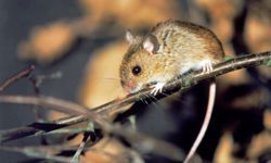 rodent