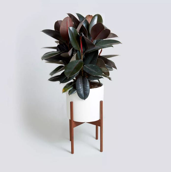 Rubber Plant