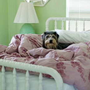 dog on bedding