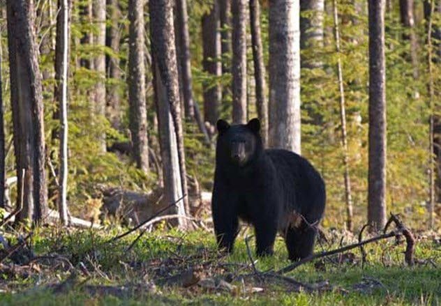 1-minnesota-bear