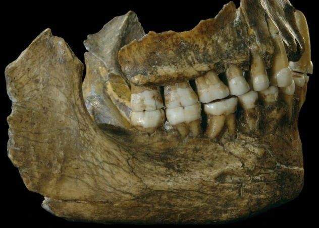Neanderthal Tooth