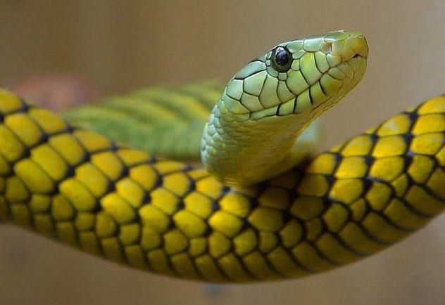 6-western-green-mamba