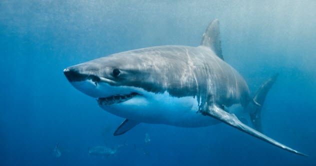 7a-great-white-shark-533130811