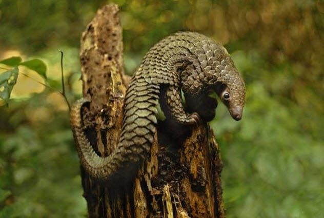 4-long-tailed-pangolin