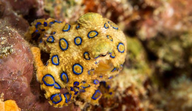 5a-blue-ringed-octopus-525876966