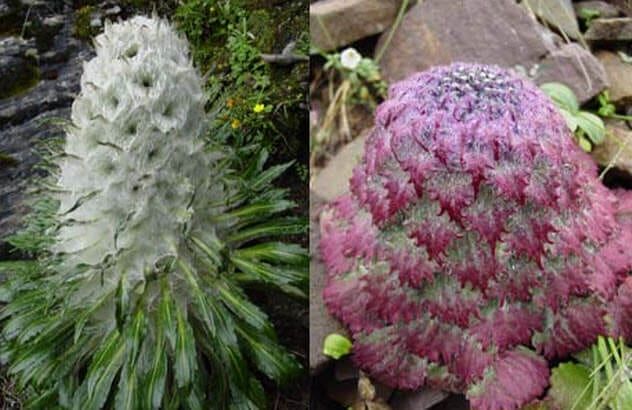 6-two-himalayan-snow-lotus-species