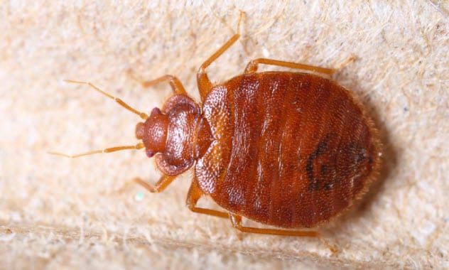 8b-bedbug-165162859