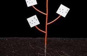photo of energy tree