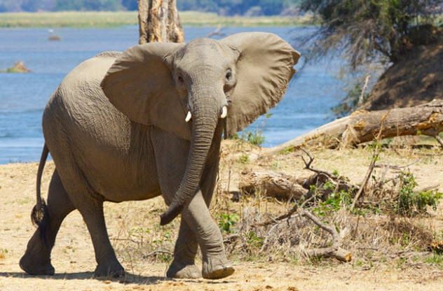 10-tuskless-elephant