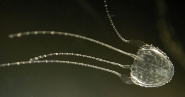 2-Irukandji-Jellyfish
