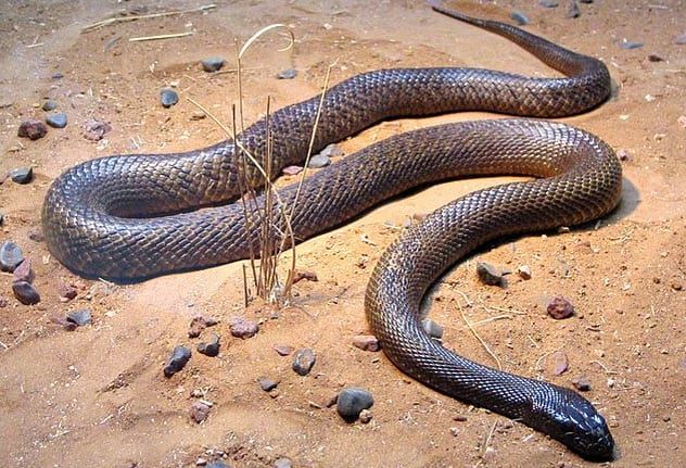 8-Inland-Taipan