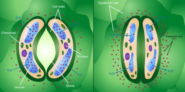 Guard Cell