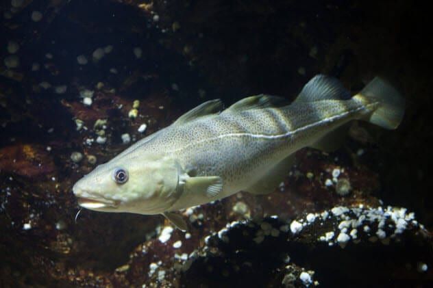 9a-atlantic-cod-623773670