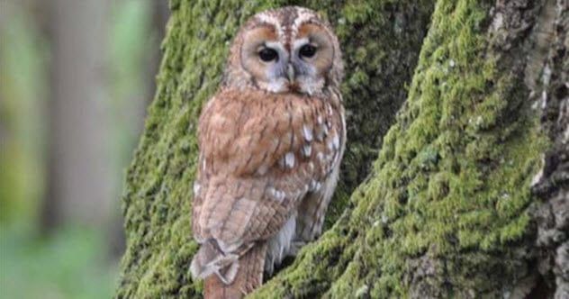 2-tawny-owl