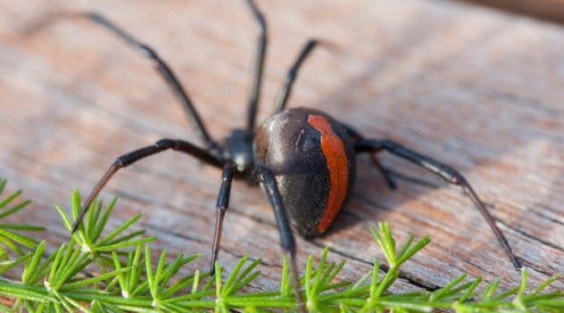 9a-redback-spider-467303002