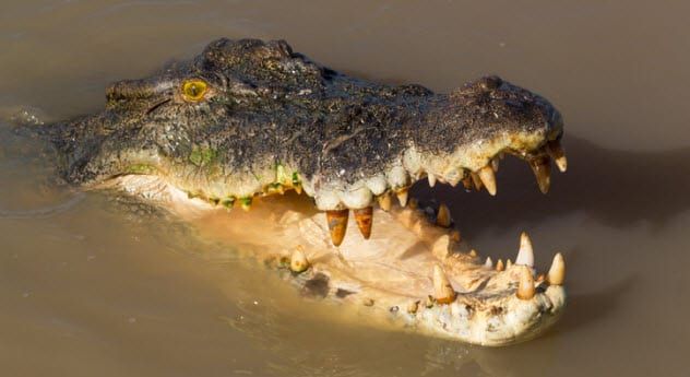 3a-saltwater-crocodile-475971948