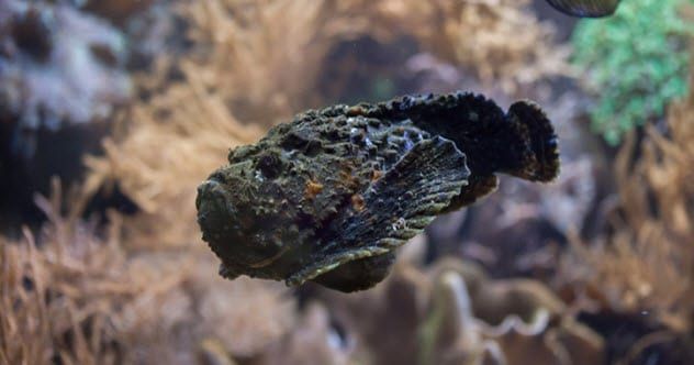10a-stonefish-615975934