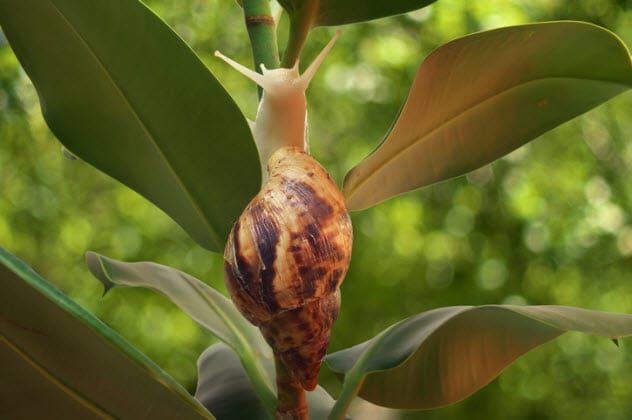 8a-giant-african-snail-522778246