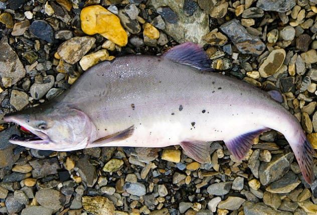 3-pink-salmon