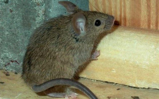 7-super-mouse