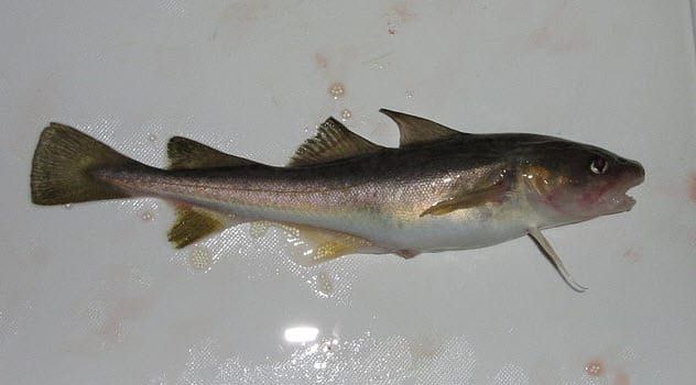 5-atlantic-tomcod
