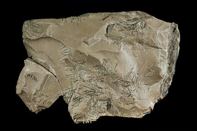 Neanderthal Stone