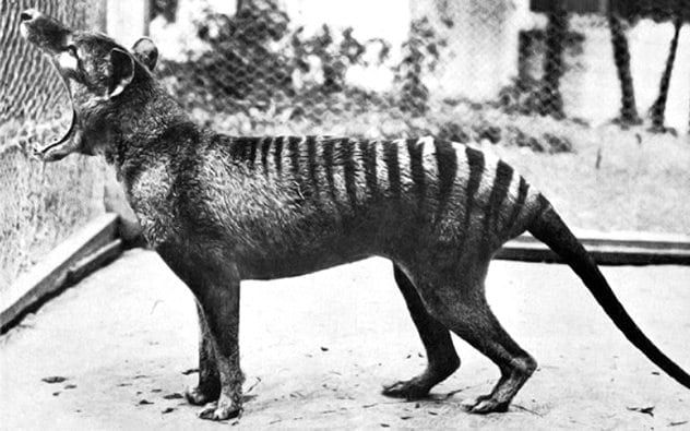 thylacine