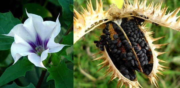 Datura_stramonium_flower
