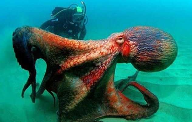 ocean_critters_that_will_scare_you_more_than_sharks_640_14