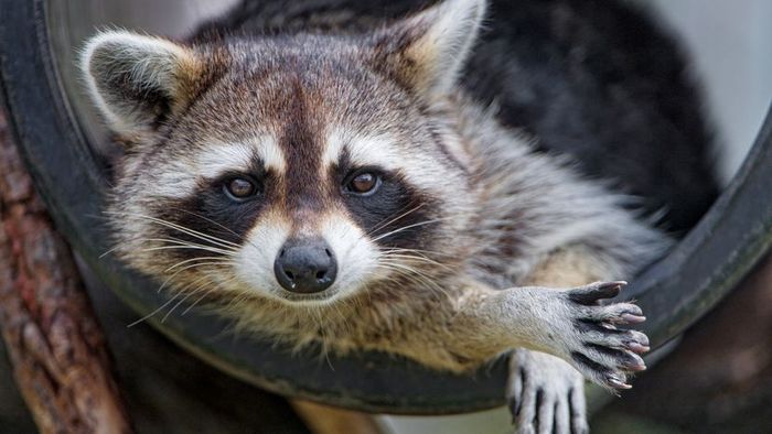 A raccoon striking a pose inside a large tube, showcasing its playful nature.