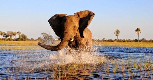 elephant-okavango-delta